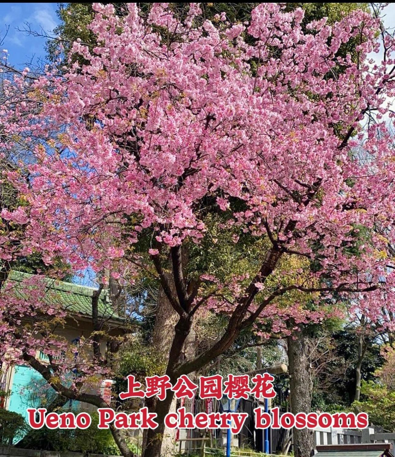 Ueno K Apartment Präfektur Tokio